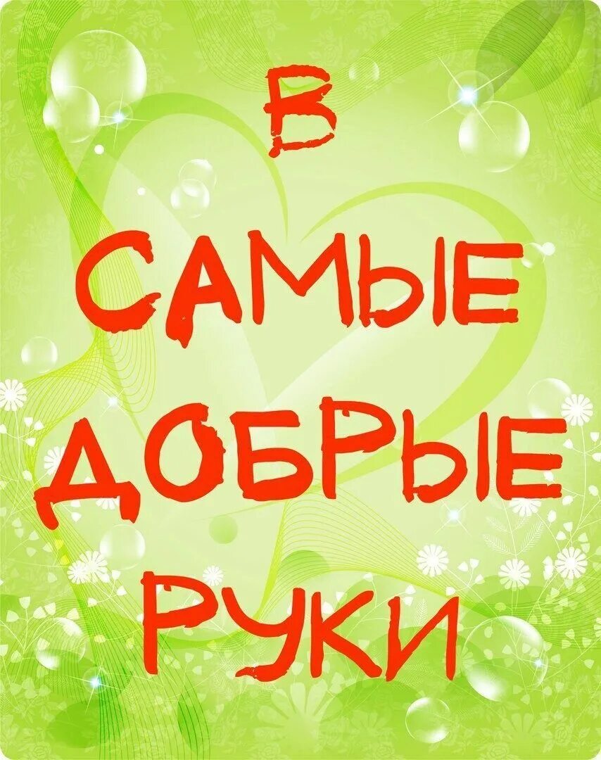 Добрый ищет добрую. Срочно нужен дом. Добрый ищет добрую. Добрый ищет добрую. Кот ищет дом.