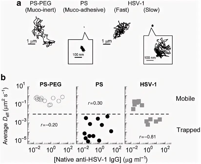 Igg к herpes simplex virus