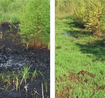 Рекультивация водоема