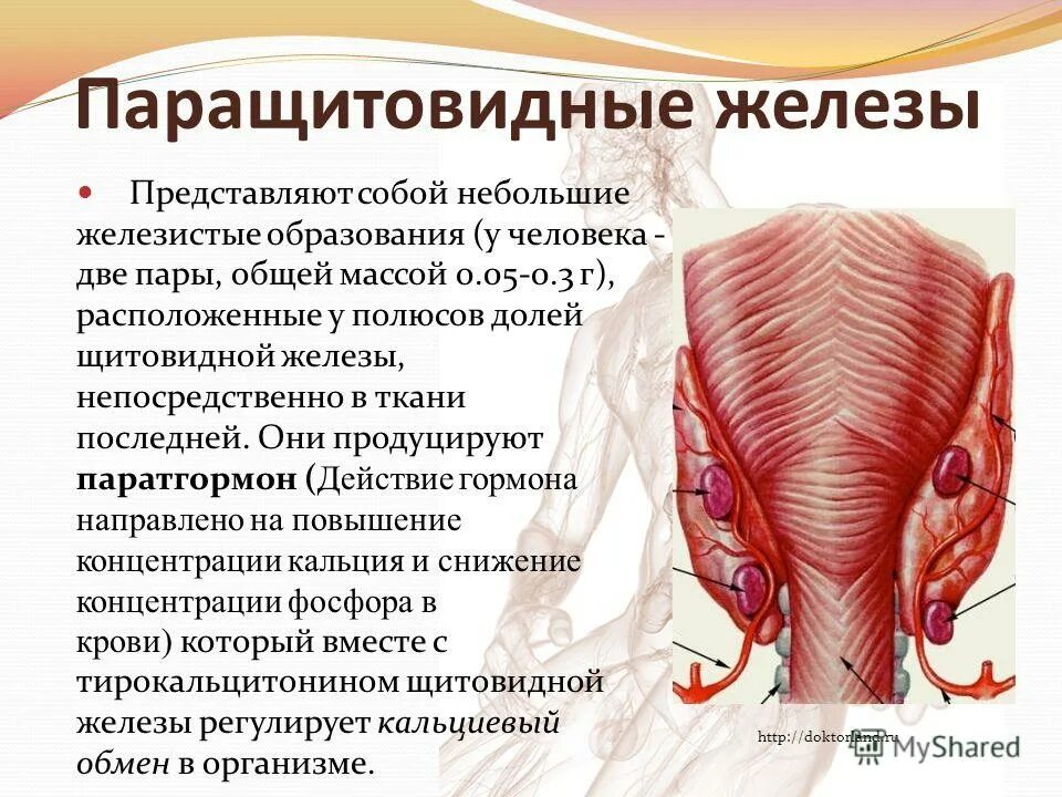 Анализ на паращитовидную железу. Паращитовидные железы гормон схема. Паращитовидная железа строение и функции. Гормоны околощитовидной железы. Третичный гиперпаратиреоз.