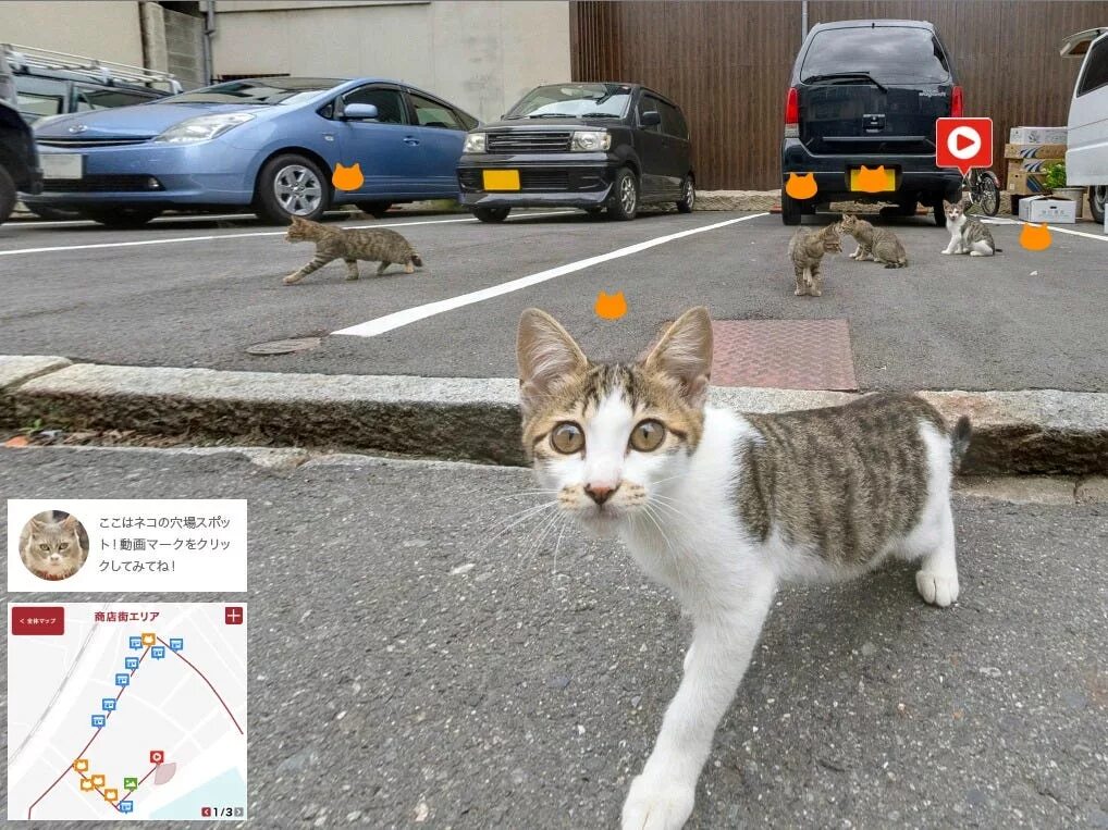 Кэт мэп. Кот на Google картах. Гугл кошка. Коты на Google Earth. Кот из гугл карт.