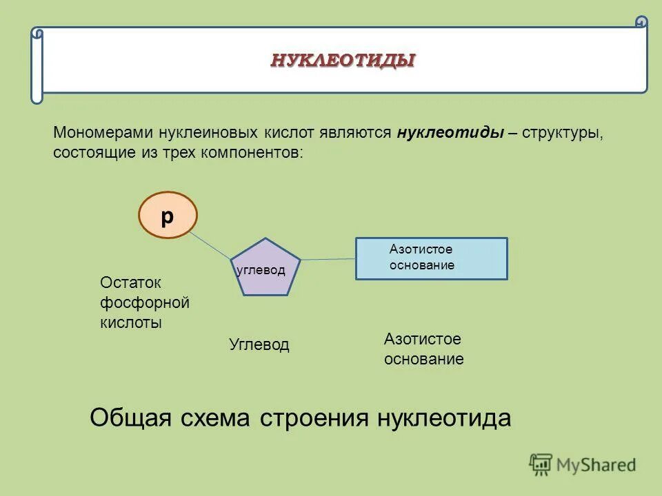 Какое вещество является мономером нуклеиновых кислот. Какое вещество является мономером нуклеиновых кислот