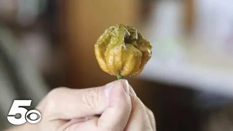World pepper