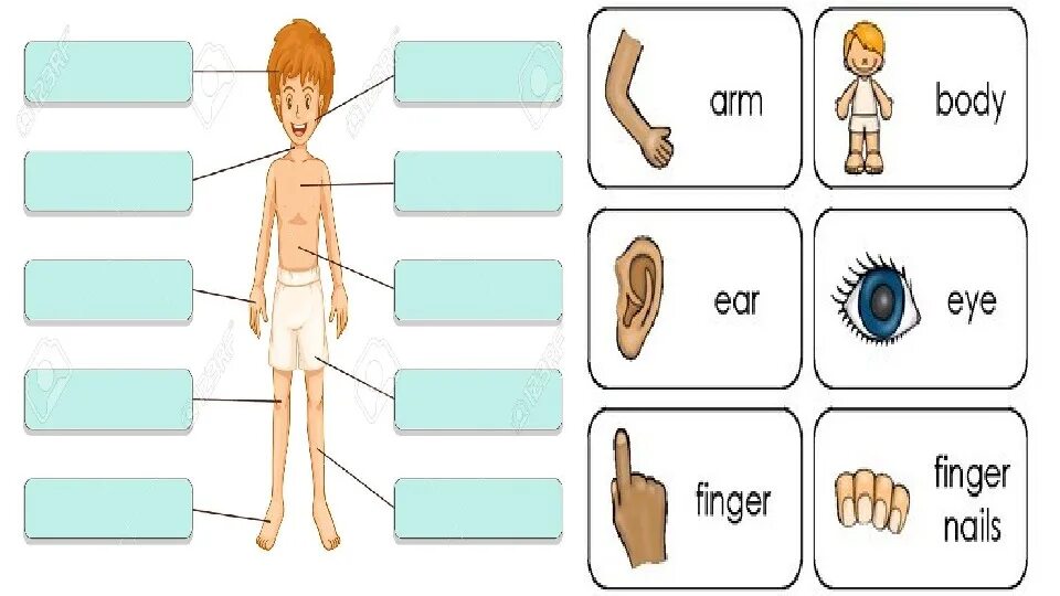 This is my body. Body Parts на английском. Parts of body задания для детей 2 класса. Parts of body задания 6 класс. Parts of the body 8 класс.