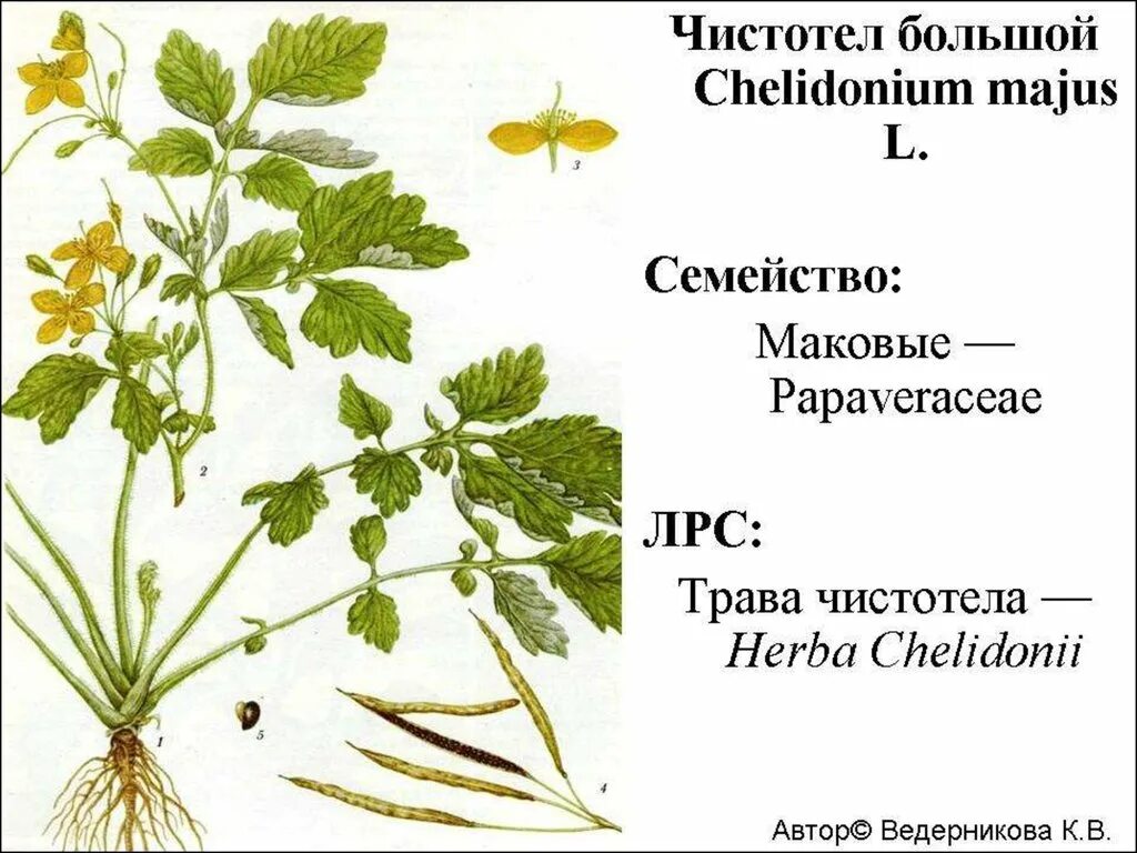 Корень чистотела. Чистотел большой корневая система. Корневище чистотела. Чистотел большой Chelidonium majus l. сырье. Чистотел строение листа.