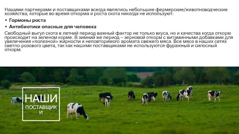 Выгул скота. Скотина на выгуле. Корова в городе. Выгул скота закон. Профилактика краж скота.