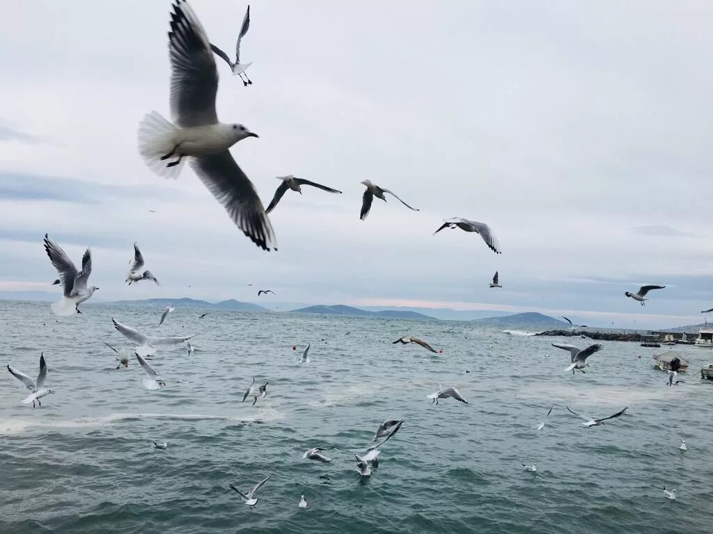 Чайки над водой. Птицы над морем. Море, чайки. Дельфины и чайки. Чайка над озером.