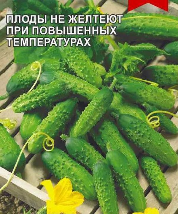 1 шт огурец 1 шт. Огурец мужичок с ноготок f1. огурец мужичок. огурец простой холостой f1 /сем.алт./ 10 шт. огурец простой холостой семена алтая.