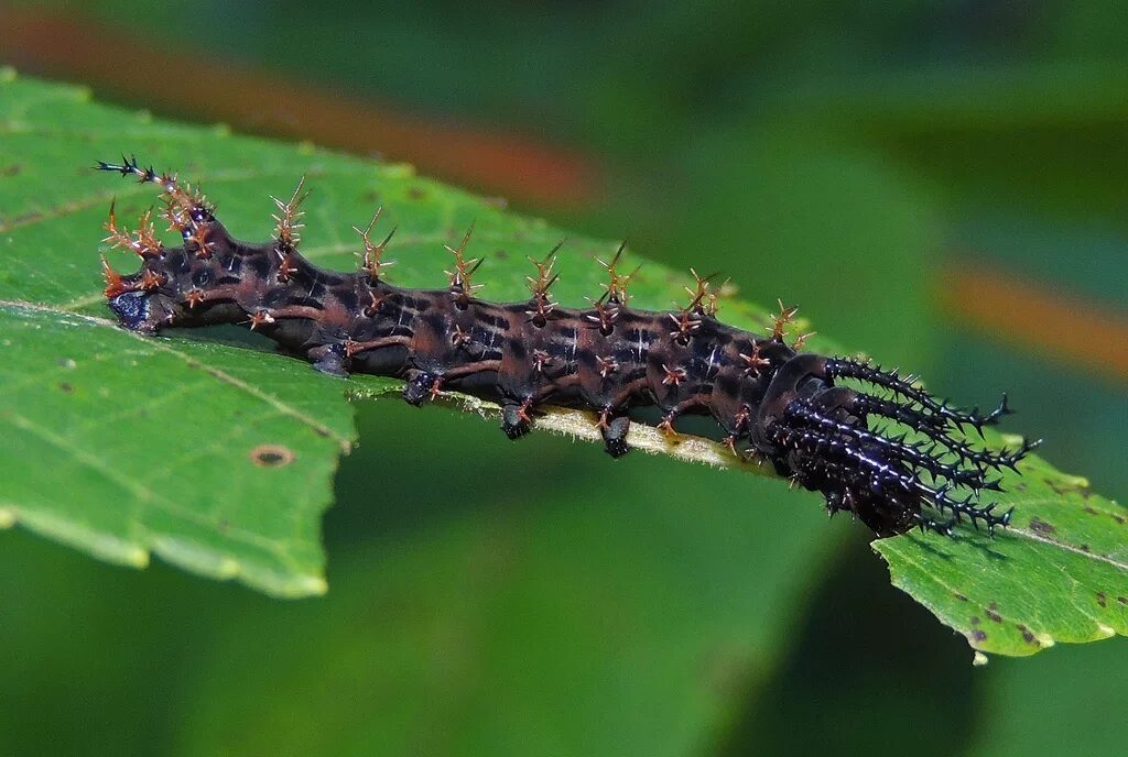 Лапки гусеницы. Гусеница Citheronia regalis. Citheronia phoronea. Цитерония Королевская. Citheronia regalis Caterpillar.