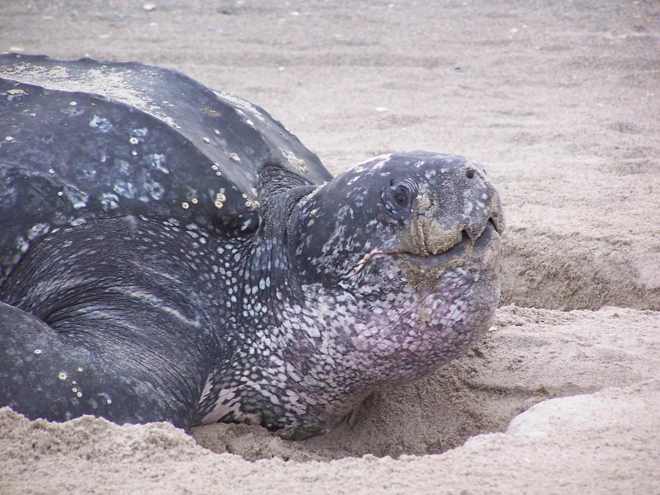 Leatherback Sea Turtle Sea turtle species, Sea turtle, Leatherback turtle