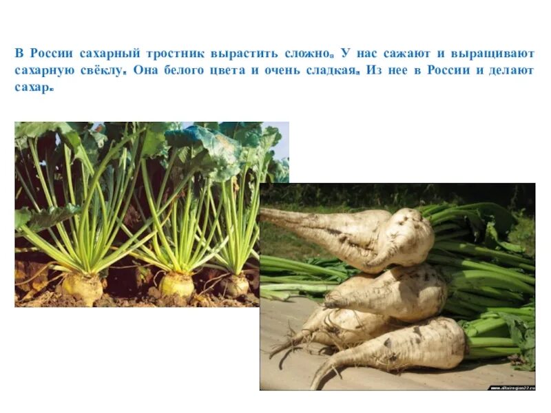 В каком регионе выращивают сахарную свеклу. Сахарная свекла и тростник. сахарную свеклу выращивают в. сахарная свёкла где выращивают. сахарная свекла условия выращивания.