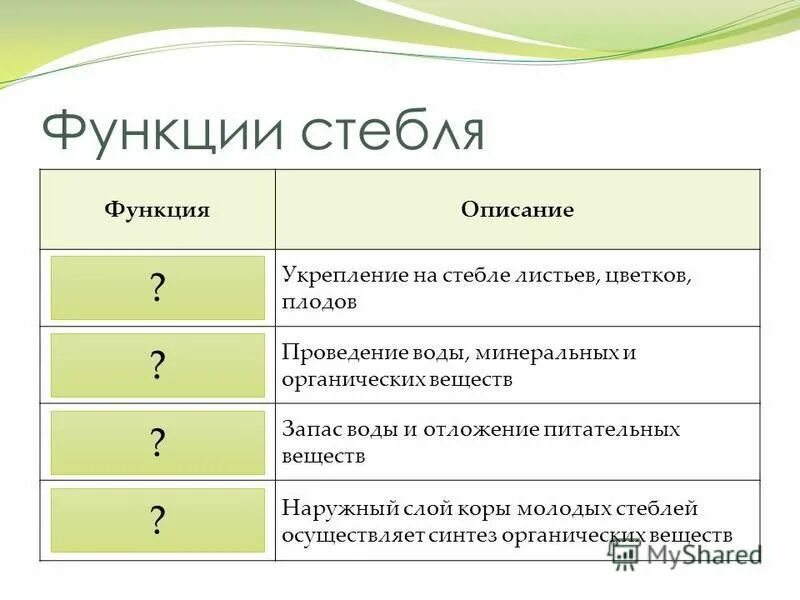 Какое значение отложение органических веществ в запас. Функции стебля биология 6 класс. Какое значение имеет отложение органических веществ в запас 6 класс. Какое значение имеет отложение органических веществ в запас. Цветоножка функция.