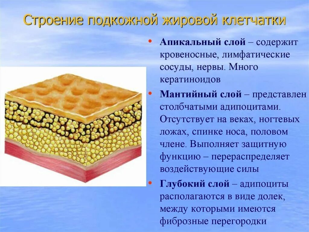 Жировая ткань функции. Подкожно-жировая клетчатка (гиподерма). строение подкожно жировой клетчатки. гиподерма это подкожная жировая клетчатка. подкожно жировая клетчатка кожи функции.