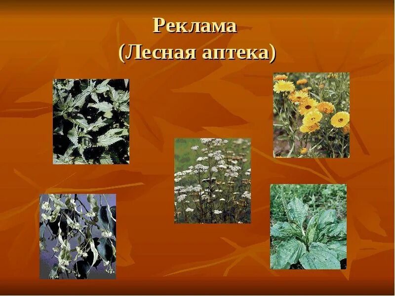 Лесная аптека презентация. Лесная аптека 2 класс окружающий мир презентация. Лесная аптека презентация. Лесная аптека 2 класс окружающий мир. Лесная аптека презентация.