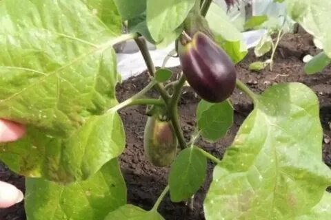 У баклажанов желтеют листья и опадают