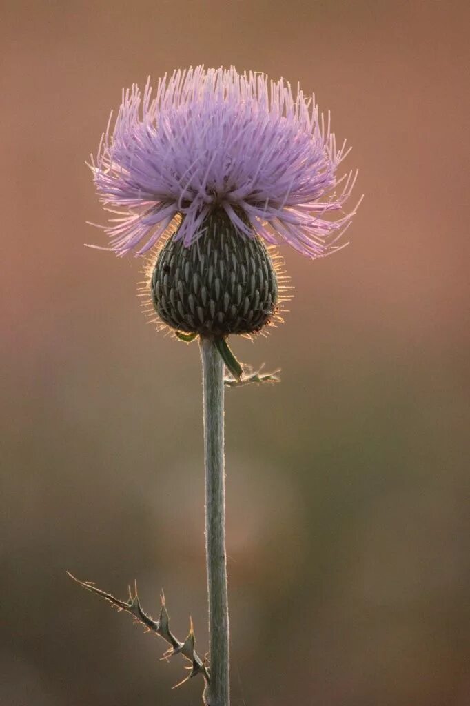 Scotland plants. Чертополох Шотландия. Чертополох цветет. Болотный чертополох. Чертополох Дальневосточный.