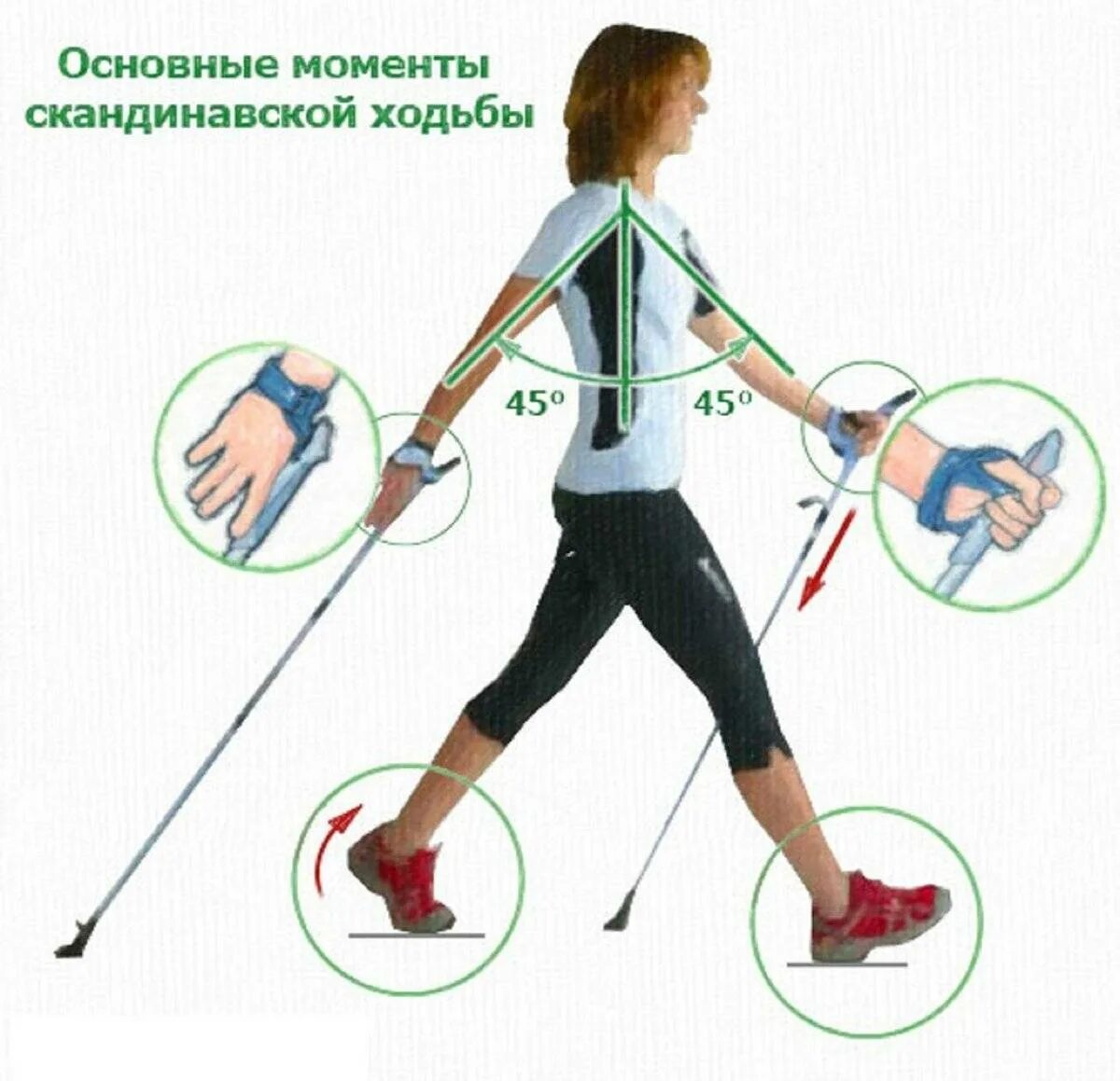 Облегчить ходьбу. Скандинавская ходьба с палками техника ходьбы. Методика скандинавской ходьбы для начинающих. Техника хождения скандинавской ходьбой. Правильная ходьба с палками для скандинавской ходьбы.