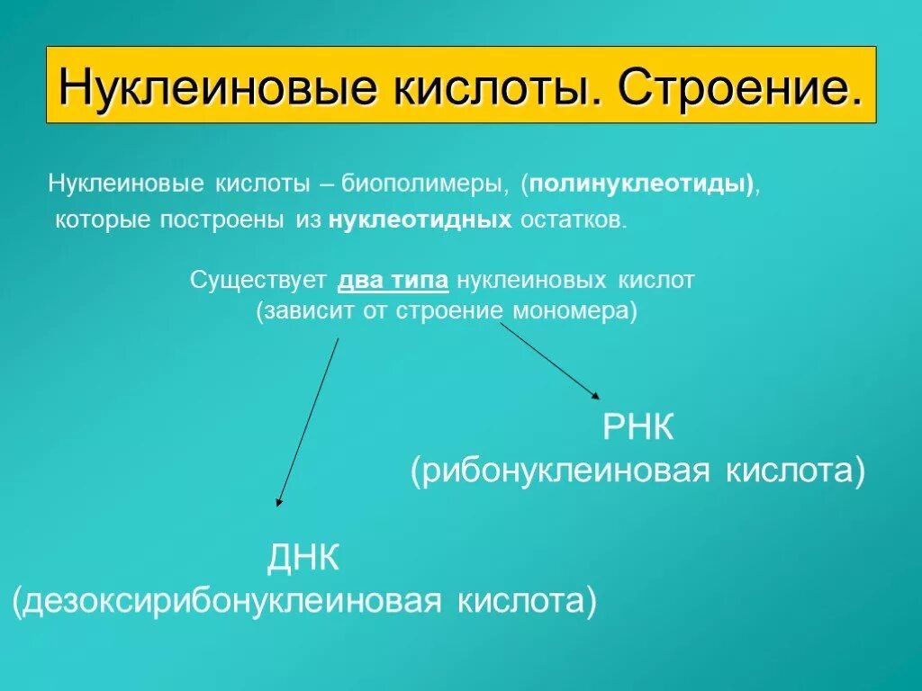 Строение и функции нуклеиновых. Нуклеиновые кислоты. Нуклеиновые кислоты строение и функции. Строение нуклеиновых кислот. 2. Строение нуклеиновых кислот..