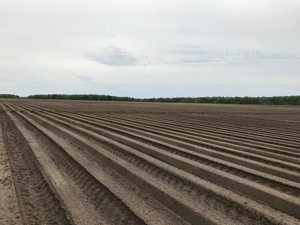 современные технологии земледелия курск адрес. агрофирма закупает яйца.