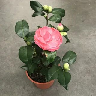 Камелии комнатные цветы