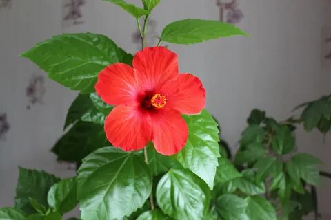 Грунт для гибискуса