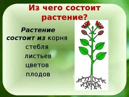 Растения без стебля и листьев