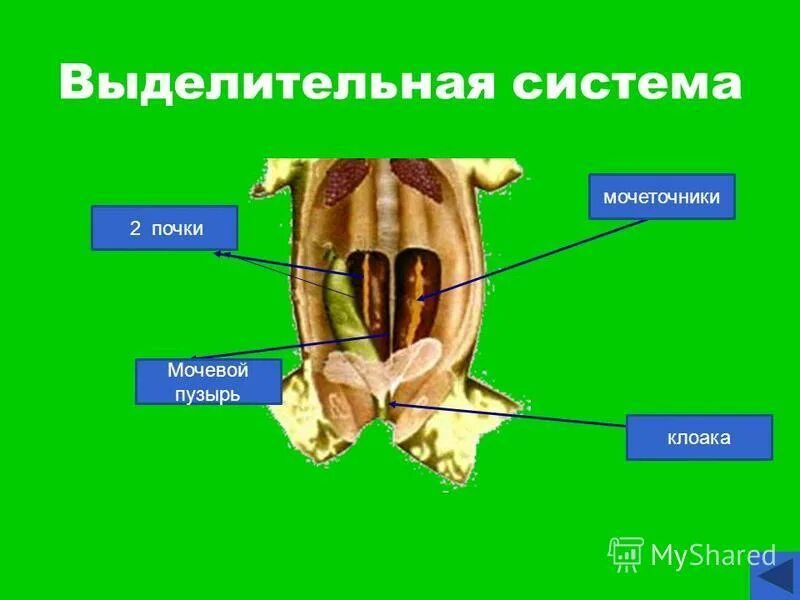 Мочеточник у земноводных. Половая и выделительная система лягушек. Выделительная система лягушки. Выделительная система Жабы. Клоака у земноводных.