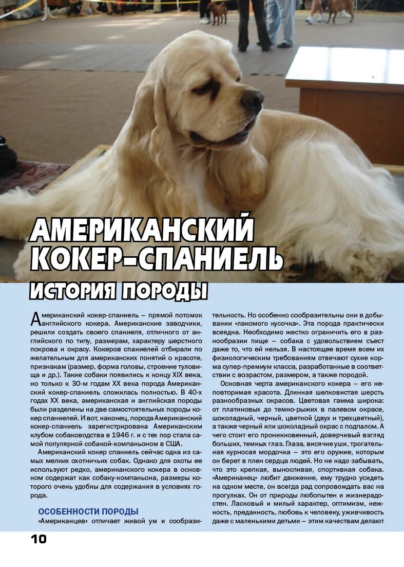 Спаниель содержание уход. Американский кокер стандарт породы. щенок американского кокер спаниеля 2 месяца вес. вес щенка американского кокер спаниеля. американский кокер спаниель 6 месяцев.