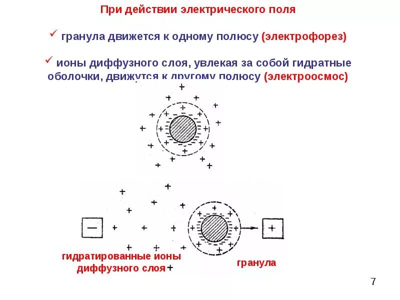 Гидратная оболочка. Гидратная оболочка ионов. движение гранул при электрофорезе. движение мицеллы при электрофорезе. воздействие электрического поля.