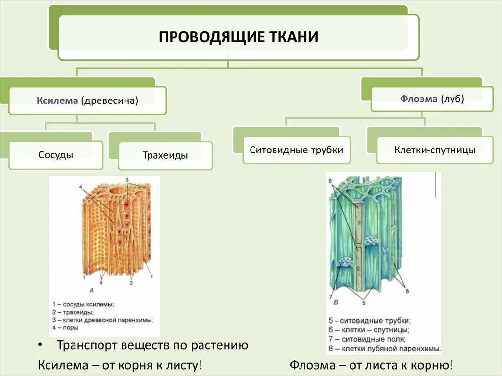 Проводящая ткань Ксилема. Ксилема рисунок ЕГЭ. Ксилема у растений. Сосуды ксилемы. Клетки ксилемы и флоэмы