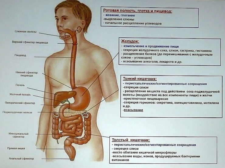 Рот пищевод кишечник. Схема работы ЖКТ человека. Пищеварительная система человека схема анатомия. Анатомическое строение пищеварительной системы человека. Строение органов желудочно кишечного тракта человека.