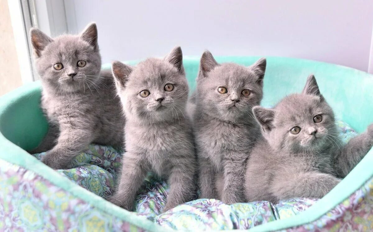 Британец 2 котенка фото Pin op Animals Brits korthaar, Kittens, Brits