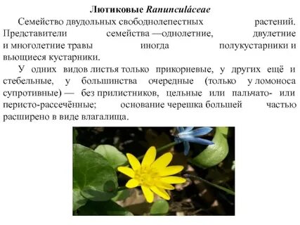 Виды лютиковых растений