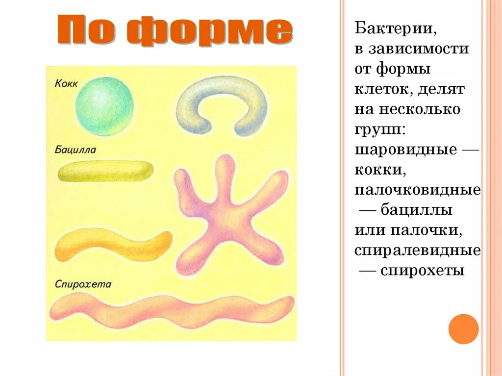 Бациллы форма клетки. Формы бактерий. Спиралевидные бактерии. Бациллы форма бактерии. Спирохеты форма бактерии.