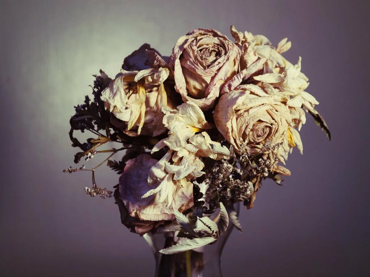 засохшая роза. цветы завяли где. роза фруфрутант жаки. увядшие подсолнухи. цветы завяли где.