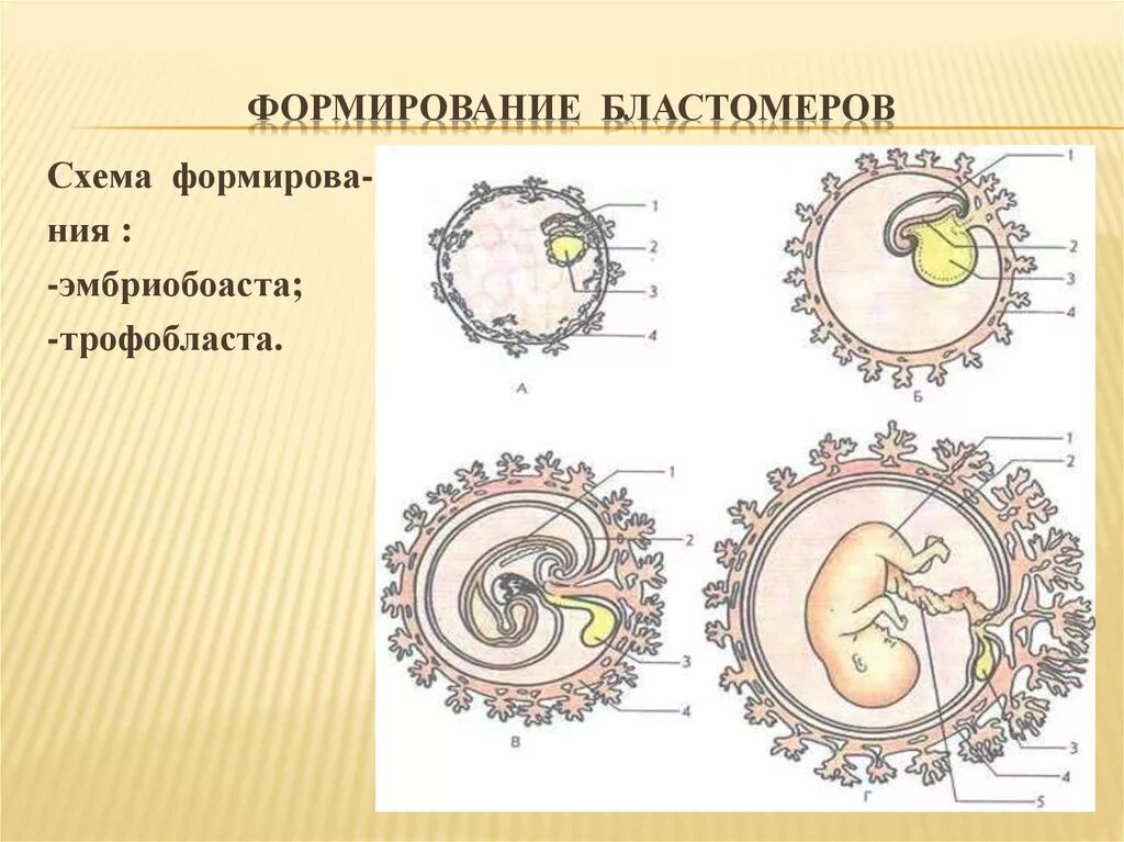 Эмбриональное развитие млекопитающих. Схема развития эмбриона. Стадии развития зародыша. Строение зародыша человека.