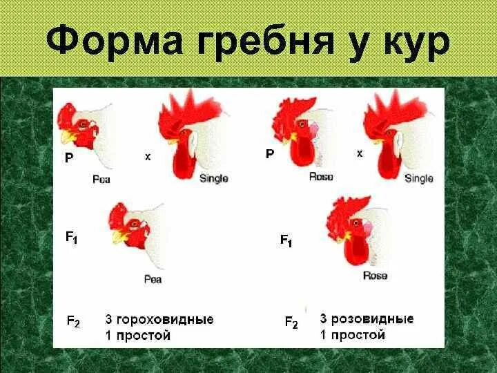 Гетерозиготную курицу с гребнем и голыми. Гребень петуха. Форма гребня у петуха. Розовидный гребень у петуха. Петух с розовидным гребнем.