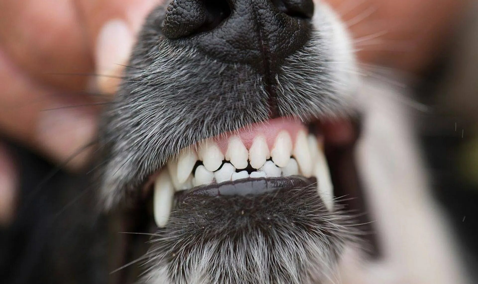 Собака рот зубы. Ротовая полость собаки зубы.