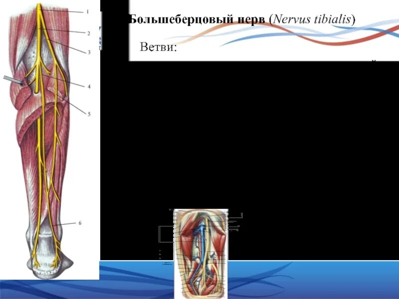 N suralis. Межкостный нерв голени. Большеберцовый нерв - nervus Tibialis. Nervus cutaneus Tibialis. Мышцы голени, которые иннервирует большеберцовый нерв.