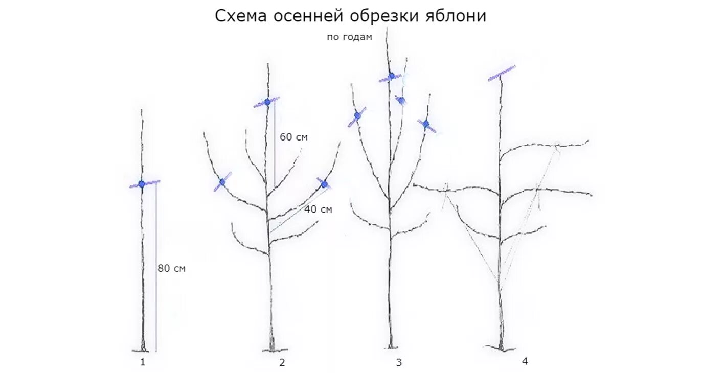 Обрезка молодых яблонь для начинающих. Схема обрезки саженцев яблони весной. Подрезка яблонь весной схема. Обрезка яблони по годам схема. Схема обрезки яблони весной.