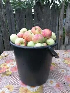 Ведро яблок главные герои