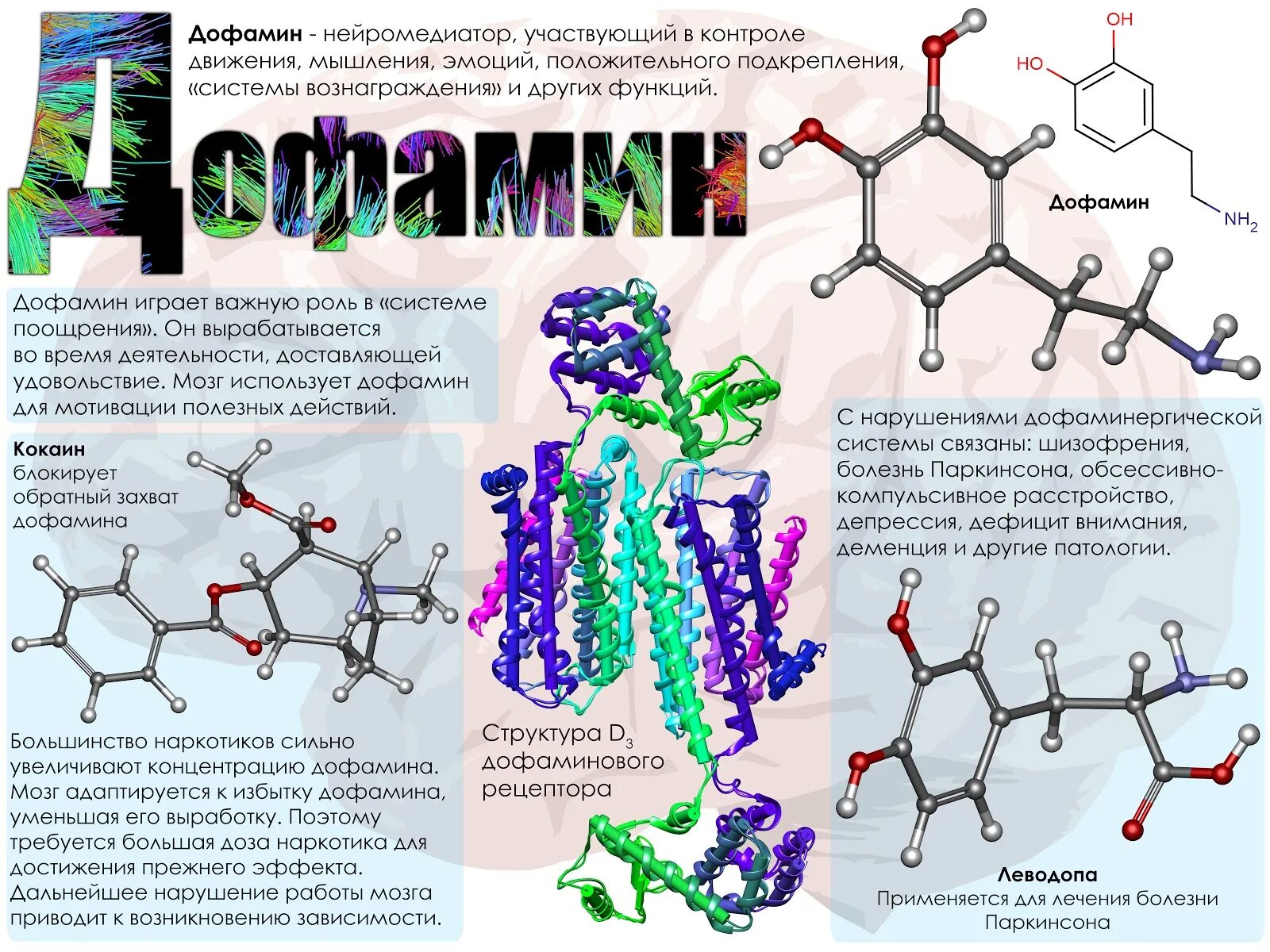 Как поднять дофамин в организме. Дофамин нейромедиатор функции. Функции дофамина биохимия. Дофамин гормон. Дофамин гормон чего.