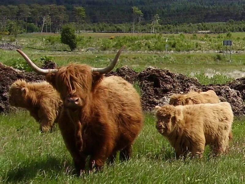 Highland вакансии. Хайленд (порода коров). Хайленд бык. Scottish Highlander Cow. Хайленд коровки размер.