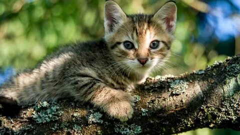 Кошка на дереве что делать