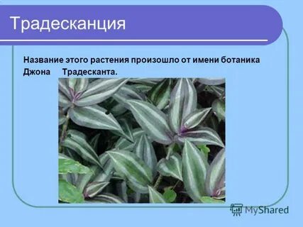 Виды цветов традесканция