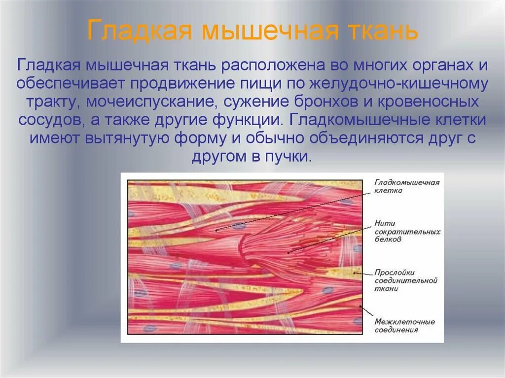 Строение клетки гладкая мышечная ткань