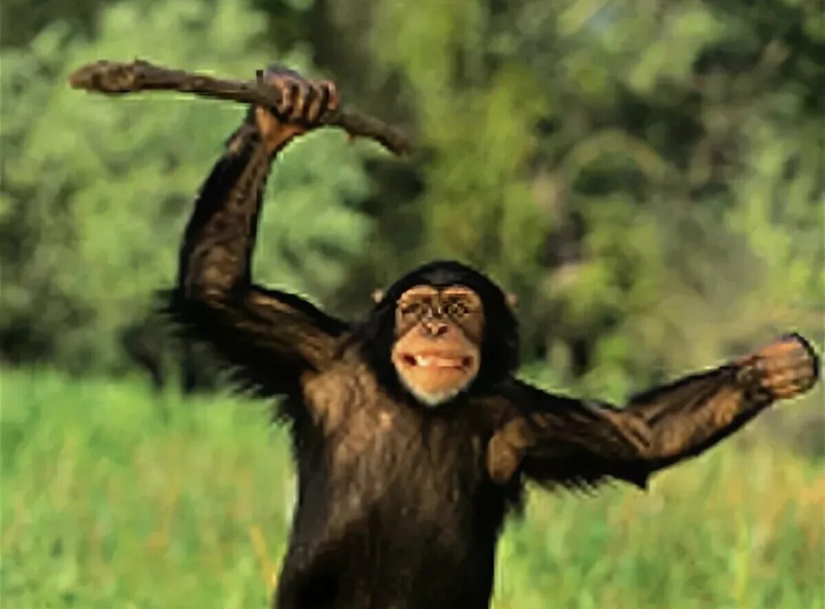 Мартышка с дубинкой. Шимпанзе с палкой. Обезьяна с палкой. Обезьяна с палкой. Макака с палкой.