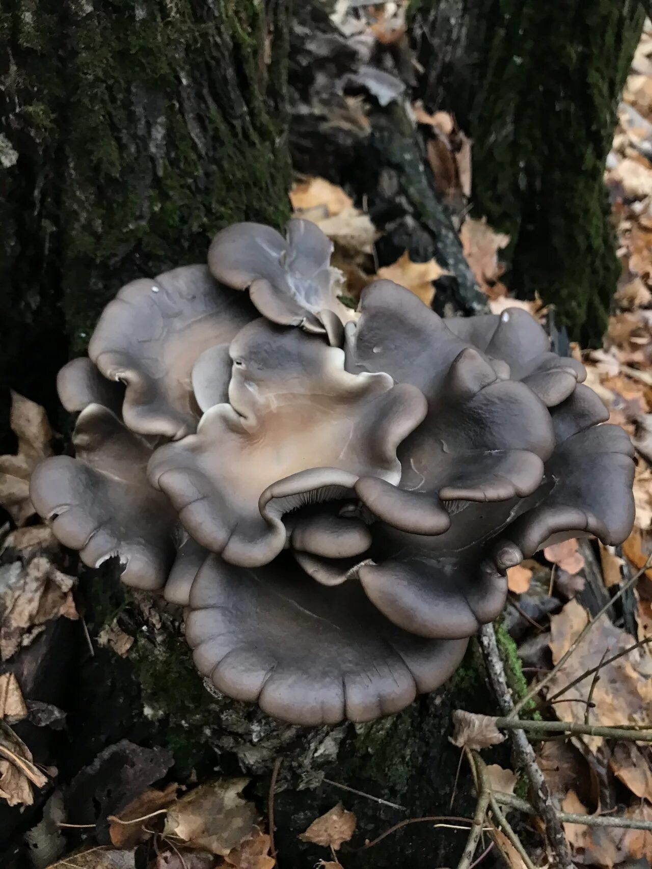 Как выглядят вешенки. Вешенка обыкновенная (Pleurotus ostreatus). Вешенка рожковидная Лесная. Вёшенка устричная (Pleurotus ostreatus). Вёшенка обыкновенная.