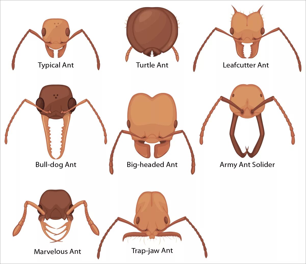 Ant charts. Муравьи gesomyrmex. the ants таблица. gesomyrmex luzonensis. ant progression.
