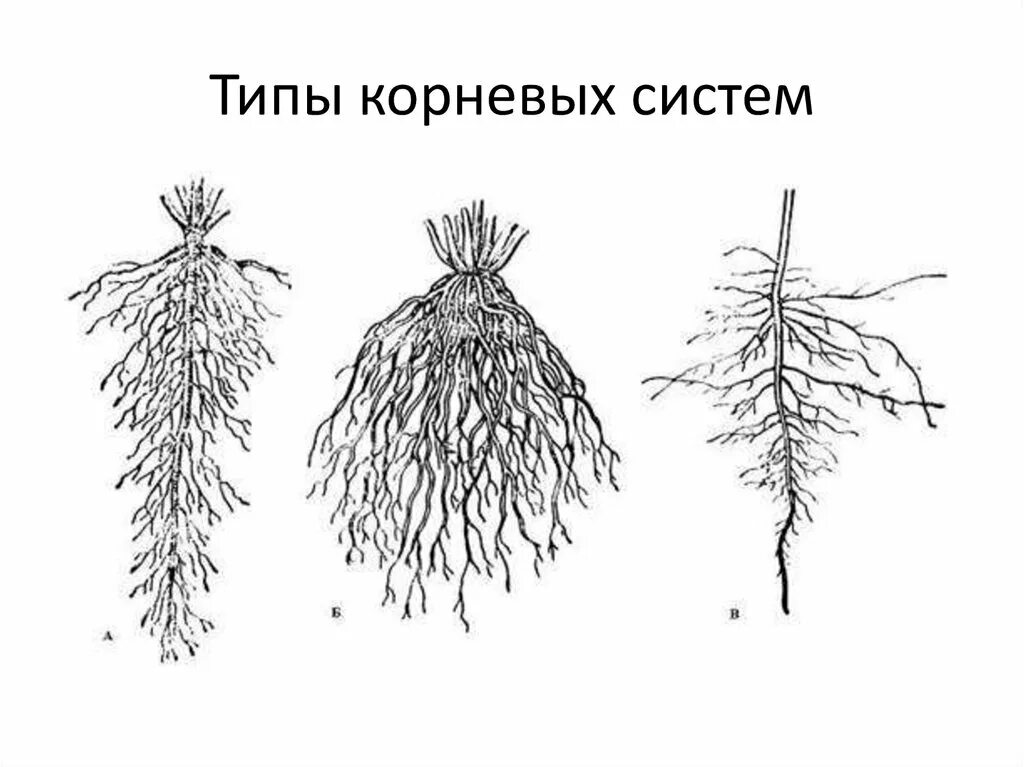 З ж корни. Типы корневых систем стержневая мочковатая смешанная. Корневая система стержневого типа. Смешанная корневая система. Метаморфозы корня у мочковатой корневой.